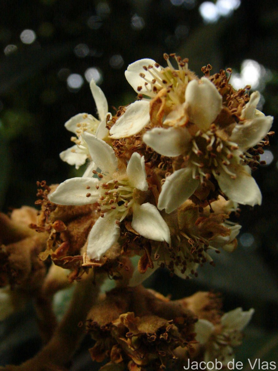 Eriobotrya japonica (Thunb.) Lindl.